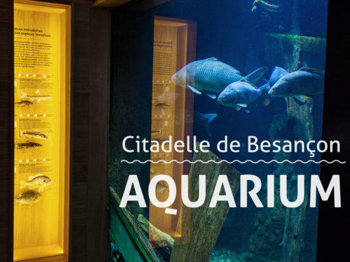 L’Aquarium de la Citadelle fait peau neuve